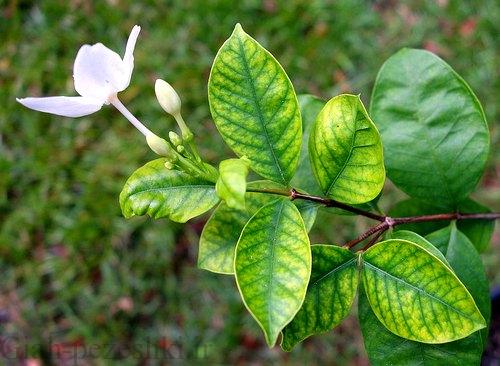 سولفات روی سولفات روی