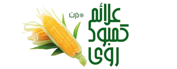علائم کمبود روی در ذرت