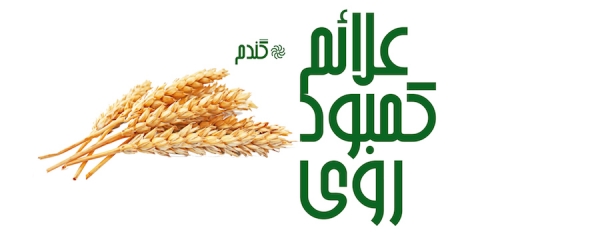 علائم کمبود روی در گندم